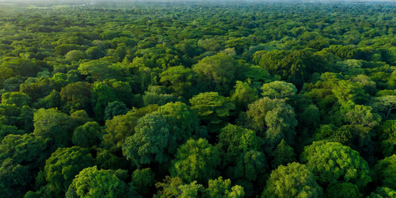 Aerial view of lush green forest canopy representing safety, protection, and responsible gaming